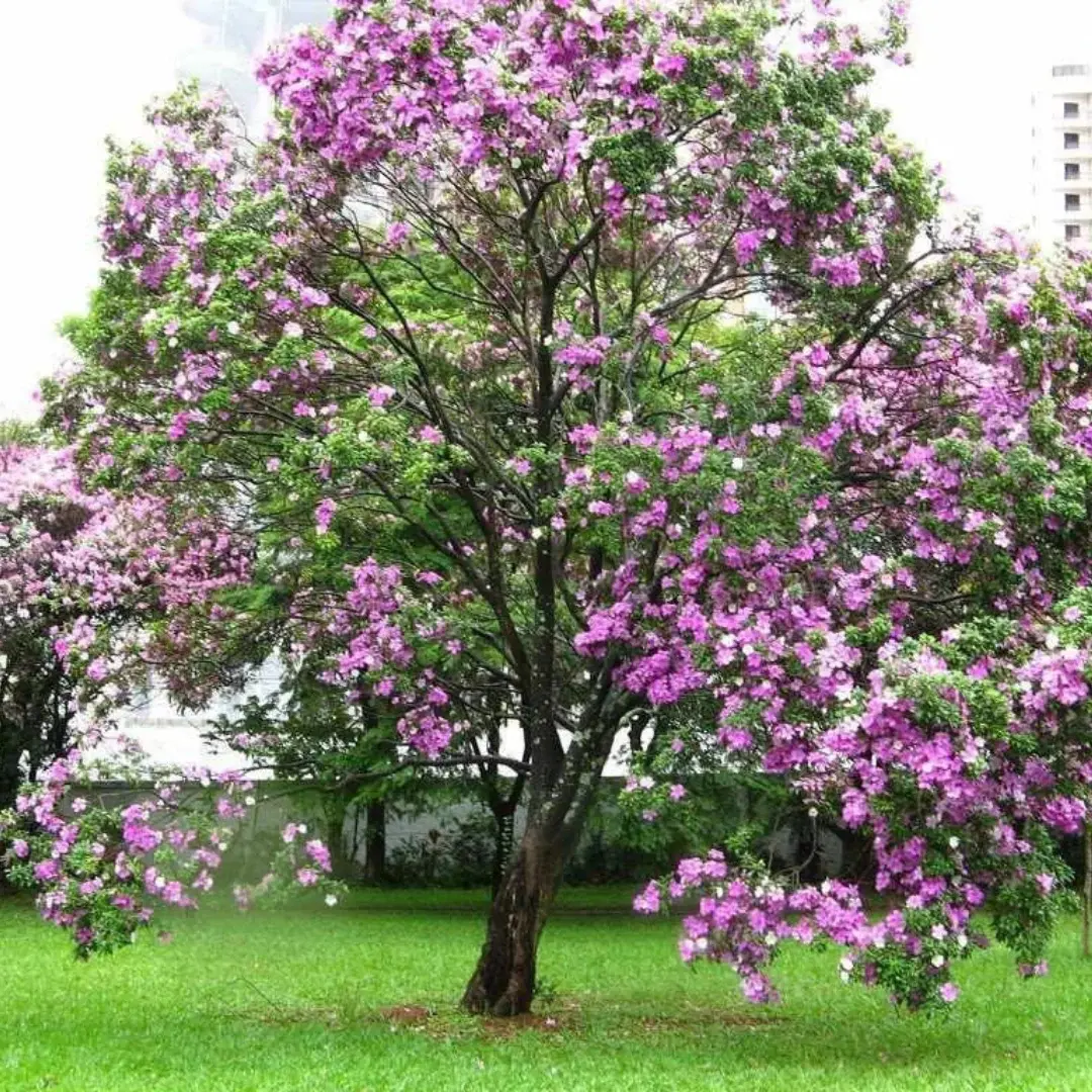 Kovidara tree — A Tree of Heritage, Healing & Symbolism