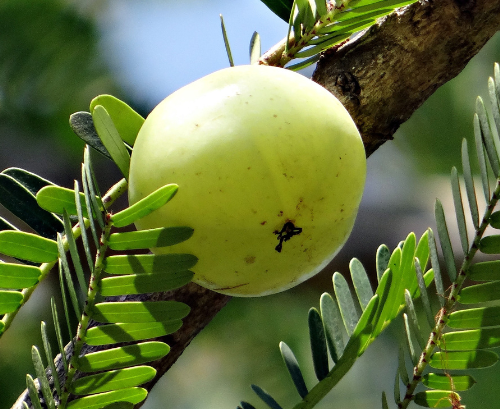 Amla